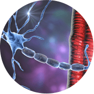 Neuromuscular - illustration of nerve and muscle