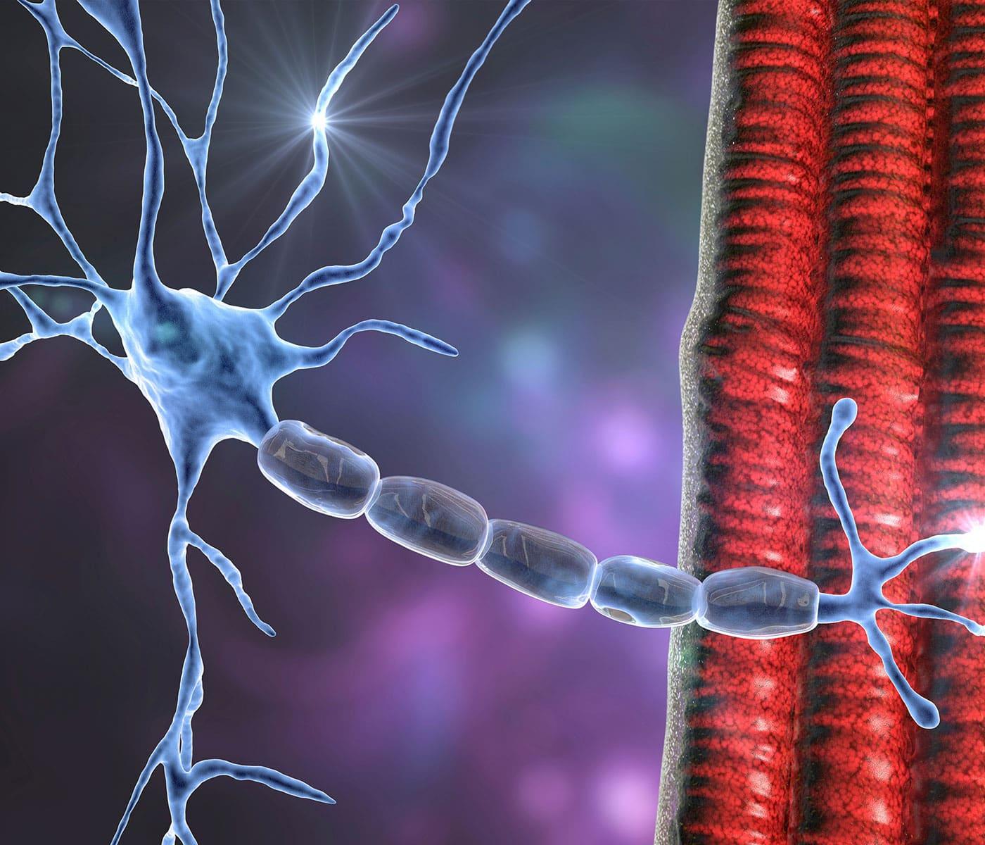 Neuromuscular - illustration of nerve and muscle